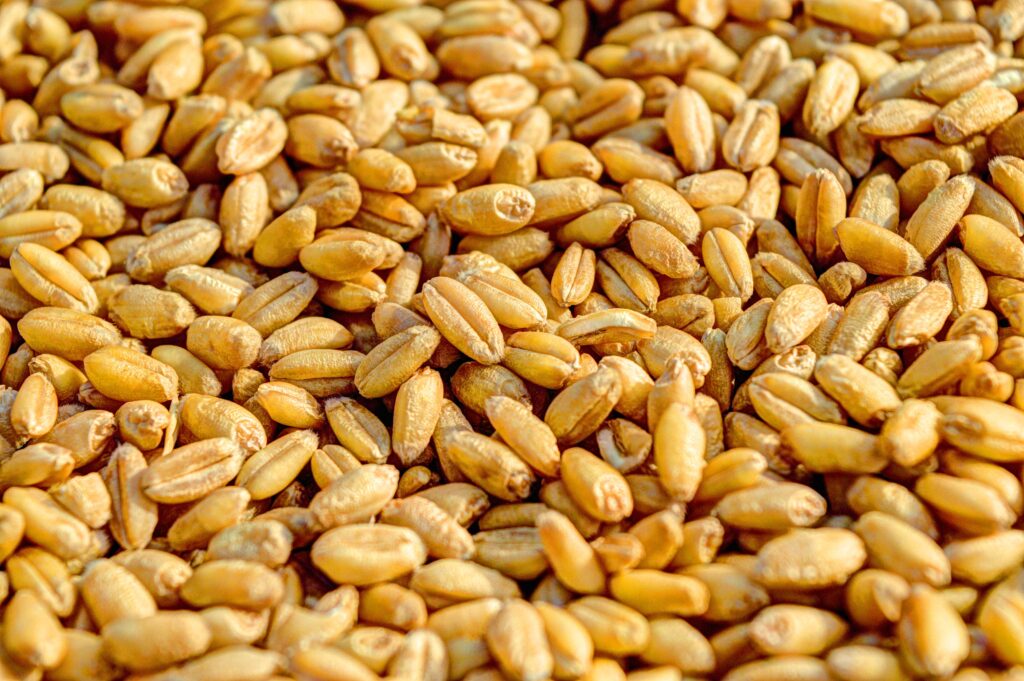 the gluten conundrum